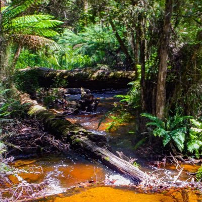 Community action group in the central highlands making a stand for native forests & unique wildlife #stoploggingcountry