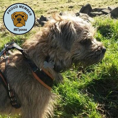 dextercorkBT's profile picture. Hi I'm Dexter Cork, border terrier, with a lot of bounce! Proud to be the 1000 member of the #BTPosse! 🐶🐾