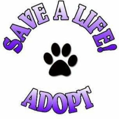 We network Shelter animals from Abilene, Tx