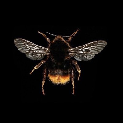 'British Pollinators' is a project aimed at spreading awareness of some of Britain's lesser-known pollinating insects. Check out the website to find out more!