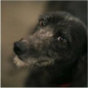 RIGAL – finding loving homes for unwanted sighthounds in Ireland. Raising awareness of what wonderful pets pointy dogs make.