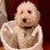 Stella (@stella2020woof) Twitter profile photo Stella (@stella2020woof) Twitter profile photo
