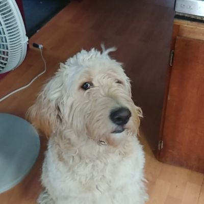 dandanehoff's profile picture. No I'm.. doesn't