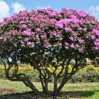 InfoRosecraddoc's profile picture. Two purpose built 3 bedroom holiday bungalows, sleeps 6, very nicely refurnished and well equipped. Set in peaceful surroundings with the river at rear