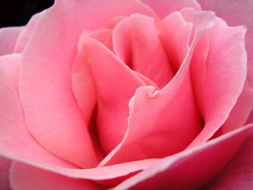 TraceeLuv's profile picture. Life’s Ultimate Virtue ~ LUV