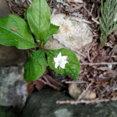 Just photos and identification of (mostly native) plants growing in and around Tacoma, Pierce County, and the South Puget Sound area.