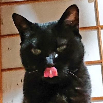 ゆんたん大佐さんのプロフィール画像