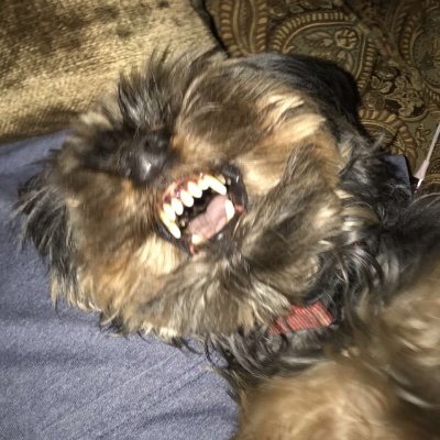 albytyurfaceoff's profile picture. I'll bite your face the hell off...