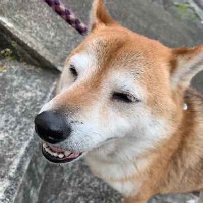 ちょっと大きめですが豆柴のちょこじろー5歳 ♂です🐶 脳梗塞で足に後遺症のあるジジのリハビリ犬として笑いと癒しを提供しています❣️ Twitter