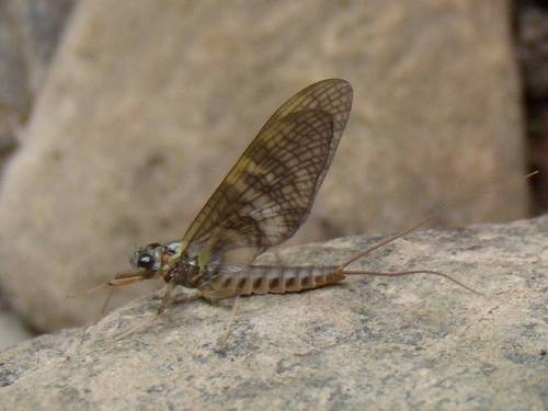 Mayflies, bugs and other stuff.  Views are my own.