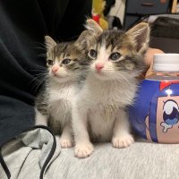 ねこchan (@2kharuneko) 's Twitter Profile
