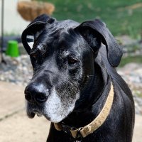 Diesel Tha Dane (@dieselthagd) 's Twitter Profile