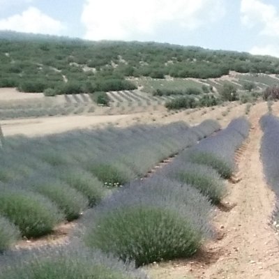 Lavanta Kokulu Köy Kuyucak'tan en güzel lavanta esintileri