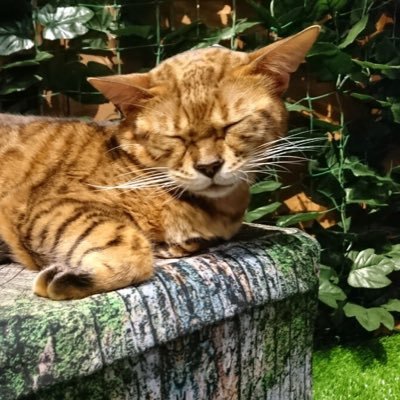 wz_m7n's profile picture. とにかく音を聞くのが好きです。音旅と書きますが生身ではエリと自己紹介します。