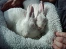 Our mission is to advocate on behalf of rabbits for their health and well being whether it be in a home or a sanctuary.