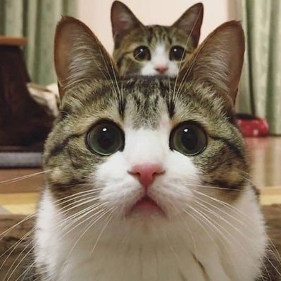 FXをコツコツ頑張ってます！ よかったら一緒FX勉強しましょう😊 ここの無料FXコミュニティでお世話になっています！↓