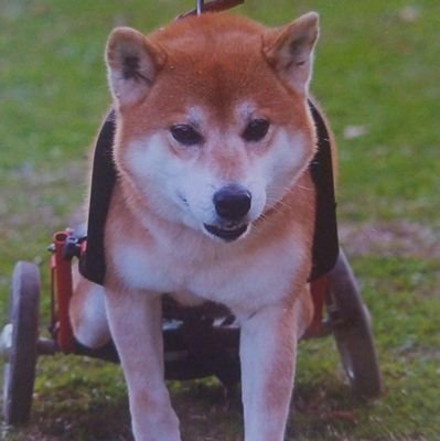 車椅子の柴犬と暮らしています。 H18.08.01生まれ♂ 6才6ヶ月の時、交通事故で 背骨が折れ、下半身不随になりました。 介護を家族で協力し、散歩できるまで 回復しました。 身体障害、老犬のペットの介護について 情報発信をしていきます。