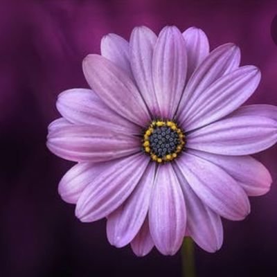 Muvara42's profile picture. 