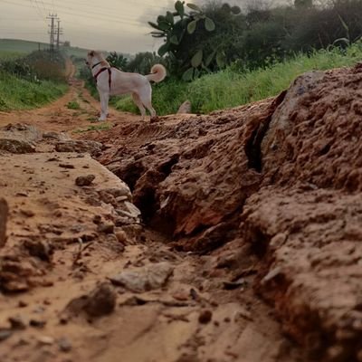 inbarsaraf's profile picture. 