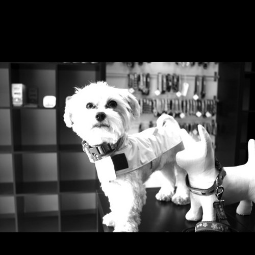 bishopsbark's profile picture. dog stylists & entertainers , fashion and food in fulham. Cool cats welcome as well.