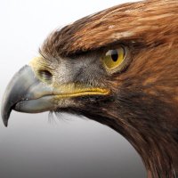 Adler (@adlerseshhue) Twitter profile photo