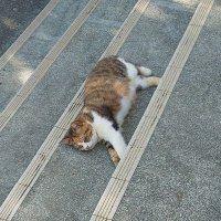 ｴｲﾌﾟﾙ (@eipru) 's Twitter Profile