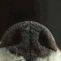 tu mejor amigo de cuatro patas (@dondevasteven) 's Twitter Profile