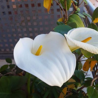 Lucimruz61's profile picture. todos tienen oídos pero no escuchan, todos tienen ojos, pero no ven. No volverte loco en este mundo loco, es una locura