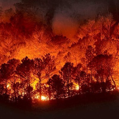 Noticias del mundo forestal para personas y dummies. Informando desde 2020.Apostando por un modelo público eficiente.