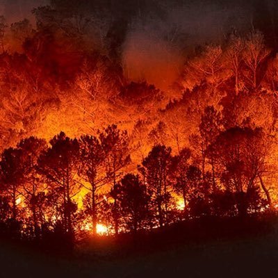 Noticias del mundo forestal para personas y dummies. Informando desde 2020.Apostando por un modelo  público eficiente.