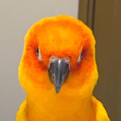 ズアカカンムリウズラ1羽、錦華鳥2羽、シロハラムクドリ、コガネメキシコインコ、コザクラインコ、ウロコインコとイッヌと賑やかに暮らしています(^-^)♪イッヌの投稿も多めですら！