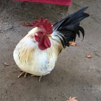 ゆずぽん (@toriyuzupon) Twitter profile photo