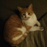 ktawakatzen's profile picture. my sweetheart Harry. 😽
don't Tweet much
enjoy seeing the adorable, funny, charming felines from around the globe
follower of Kitten Academy since 2016