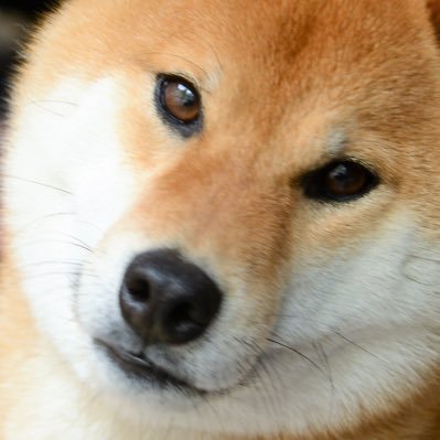 いぬっこ Inukkochansan Twitter