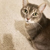 Sandra Williams Bozeman (@sandraw25273721) 's Twitter Profile