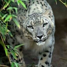 Quarktasche6's profile picture. Bekennde Grünenhasserin