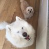 Shazzie_L's profile picture. NO to mandatory jabs, NO to COVID passports. English Patriot, Brexiteer 🇬🇧love Donald trump! Dislike left wing ‘luvvies’ and Islam! Vote REFORM. No DMs please