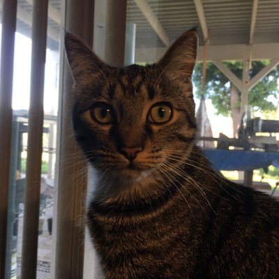 Peppermashay531's profile picture. 