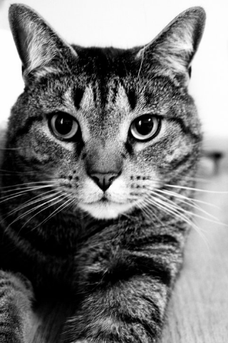 Just a handsome tabby. No big deal.