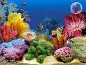 all about saltwater aquariums!