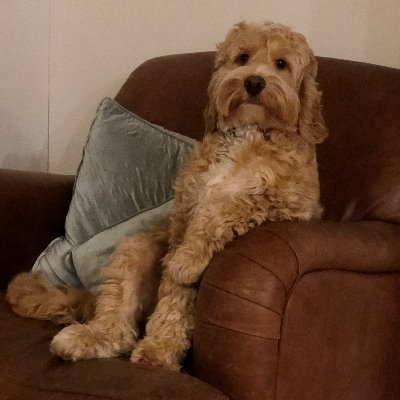 Groovyghouly's profile picture. Sarcasm maybe the lowest form of whit, but it brightens my day.