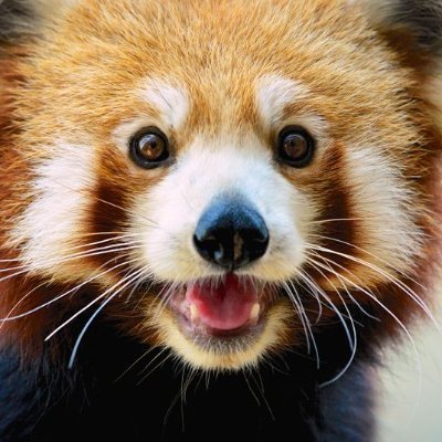 All Images belong to their respective Owners. Totally a Bot.
@ServalEveryHr / @FennecEveryHr. For Problems redpanda@janniqz.moe