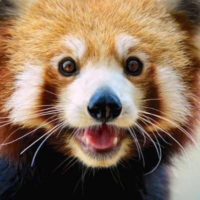 Red Panda Every Hour!