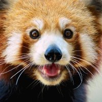 Red Panda Every Hour!(@RedPandaEveryHr) 's Twitter Profile Photo