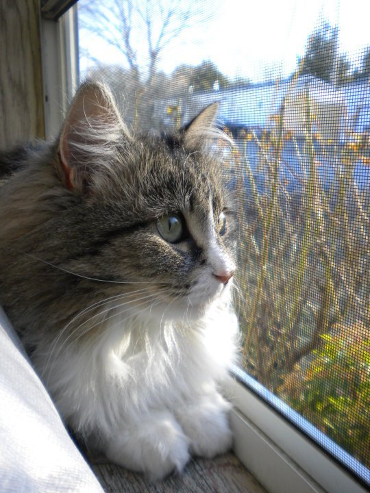 Picture is my beautiful Maine Coon mix cat 