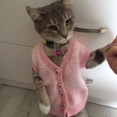 cookieseveriz's profile picture. boş yapıyoz