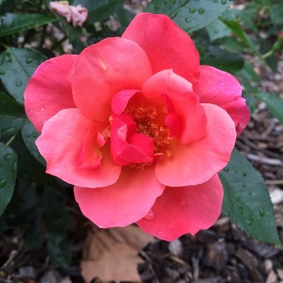 b2_bennett's profile picture. Times are tough! Stay safe/healthy. Be kind to one another. Be strong. Find some inner peace. There’s still love & beauty in the world-seek it. Humor helps too.