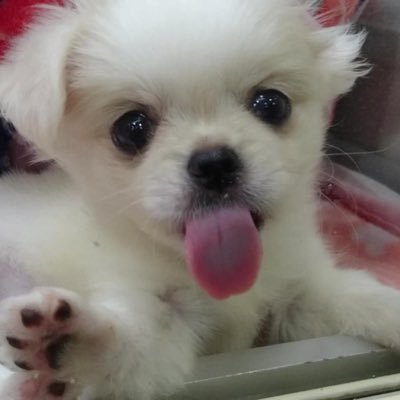 nanasandesuyo_7's profile picture. 2016.7.5生まれのチワワとペキニーズのミックスの女の子です😉神出鬼没です！😍YouTubeにナナの日常やらを残しています。興味がある方は見てあげて下さい😋