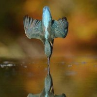 Phil Wells (@phillywells) 's Twitter Profile