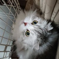 ばばろにあ (@rc1ue90eg2o7e7e) 's Twitter Profile